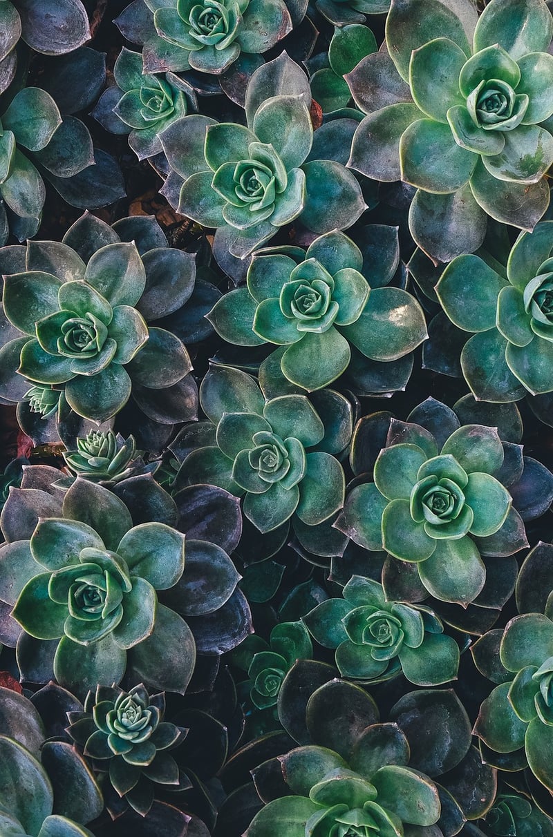 Succulent Planters from Tin Cans